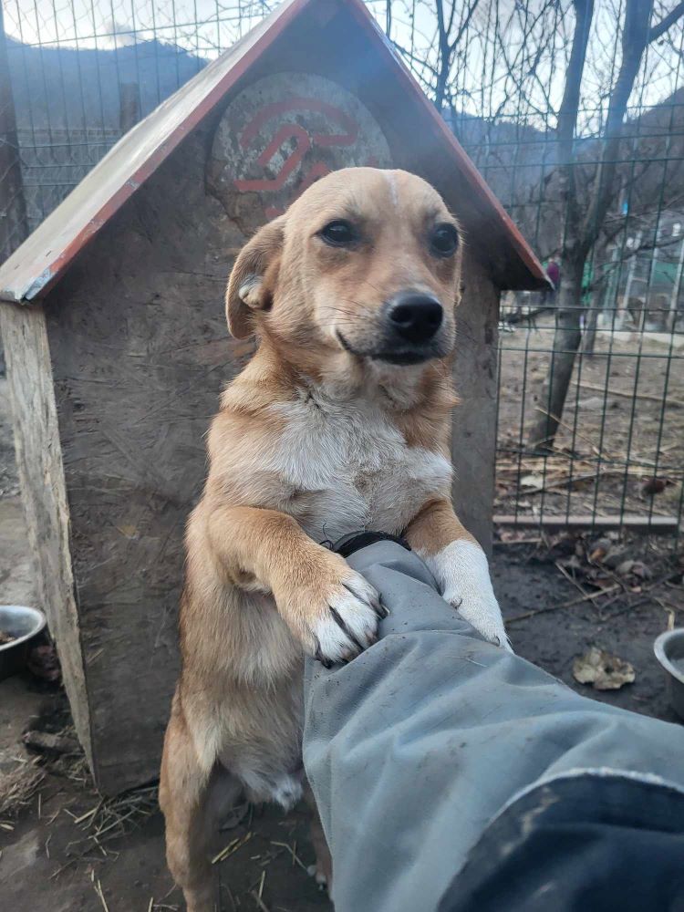 PADOU - Mâle croisé de petite taille - Né environ en 2022 - Refuge de Monica- Adopté par Julie en France( département 41) 37732112