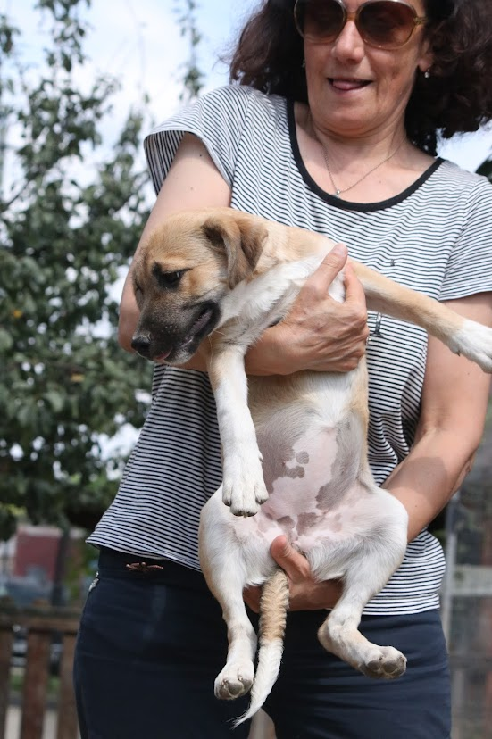 BELLE (ex ANDALOUSE) - Chiot femelle croisée de taille moyenne à l'âge adulte - Née environ en Avril 2023 - Adoptée par Tatiana en Belgique  37791010