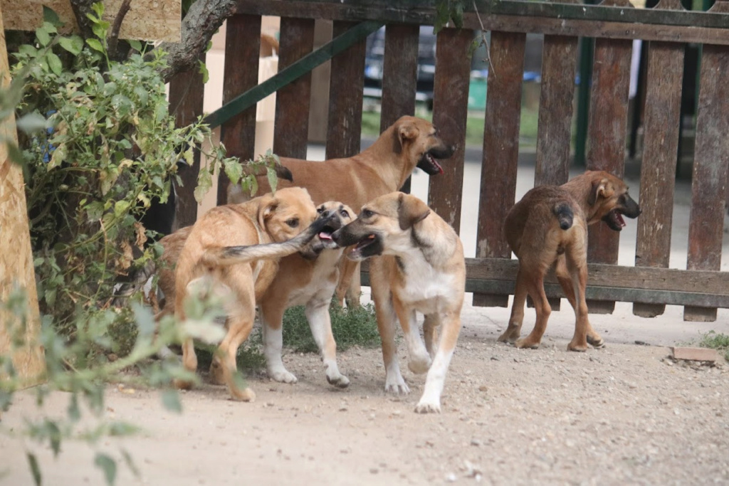 BELLE (ex ANDALOUSE) - Chiot femelle croisée de taille moyenne à l'âge adulte - Née environ en Avril 2023 - Adoptée par Tatiana en Belgique  37795411