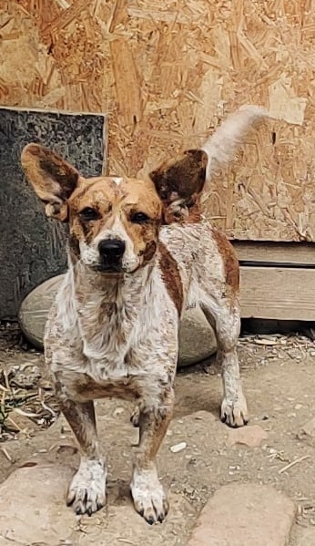 JOKER - Mâle croisé de petite taille (10 à 12 kg) - Né environ en 2021 - Refuge de Ozana 37930810