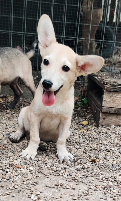 ZOWAR - Chiot mâle croisé de petite taille à l'âge adulte - Né environ en Mai 2023 - Adopté par Murielle en Belgique  37937012