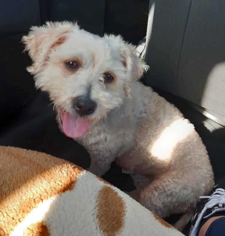 SUNNY (ex BIBI) - Femelle croisée Bichon de petite taille (7 kg) - Née en 2021- Sourde - Adoptée par Thu-Trang en France (département 93)  37961110