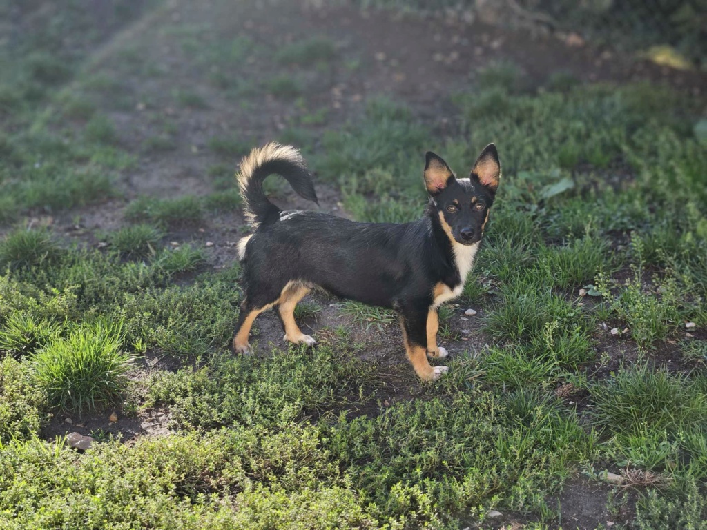 UZO (ex BRICE) - Chiot mâle croisé de petite taille à l'âge adulte - Né environ en Avril 2023 - Refuge de Monica - Adopté par Fanny en France (département 78) 37962710