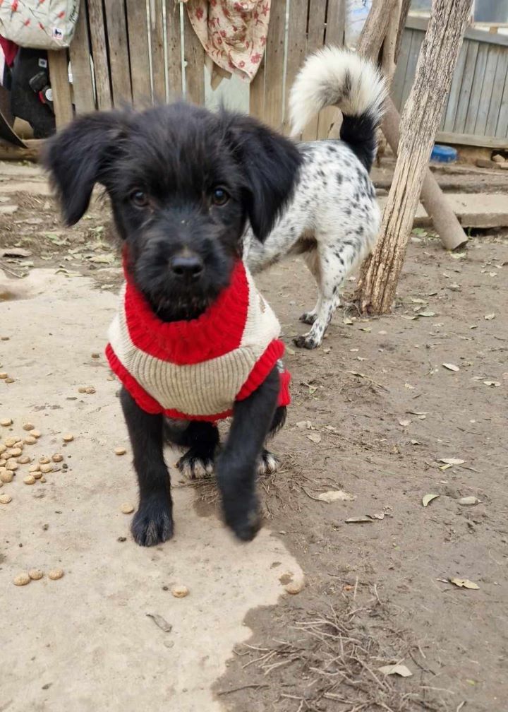 POPPY (ex LIBELLULE) - Chiot femelle croisée de petite taille à l'âge adulte - Née environ en Août 2023 - Refuge de Camelia - Adoptée par Pauline en Belgique  38021911