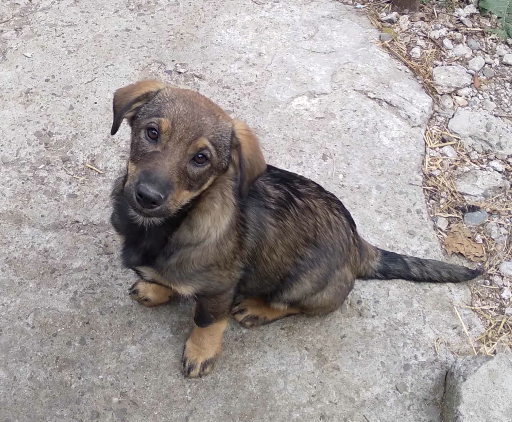 RORY (ex ROSE - Livia) - Chiot femelle croisée de taille moyenne à l'âge adulte - Née environ en Juin 2023 - Prise en charge par une autre association  38043410