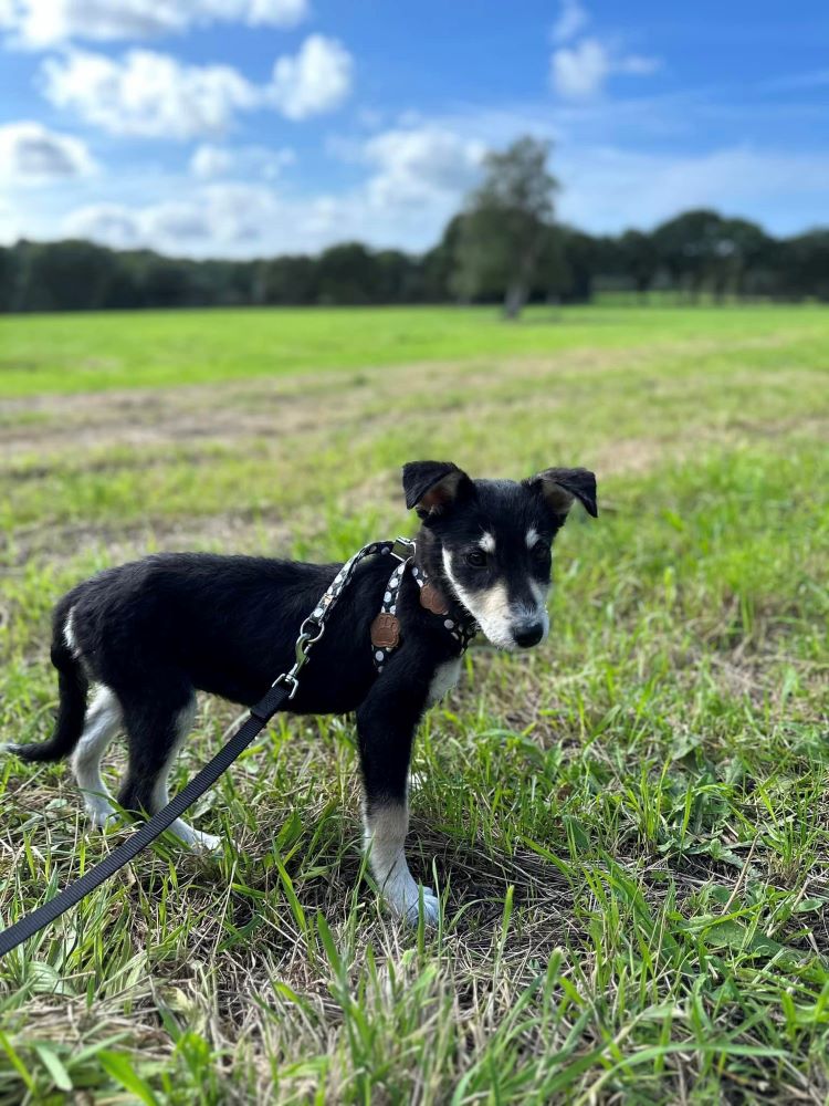 TIANA - Chiot femelle croisée de taille moyenne à l'âge adulte - Née environ en Avril 2023 - Refuge de Maya - Adoptée par Françoise en France (département 50) 38140810