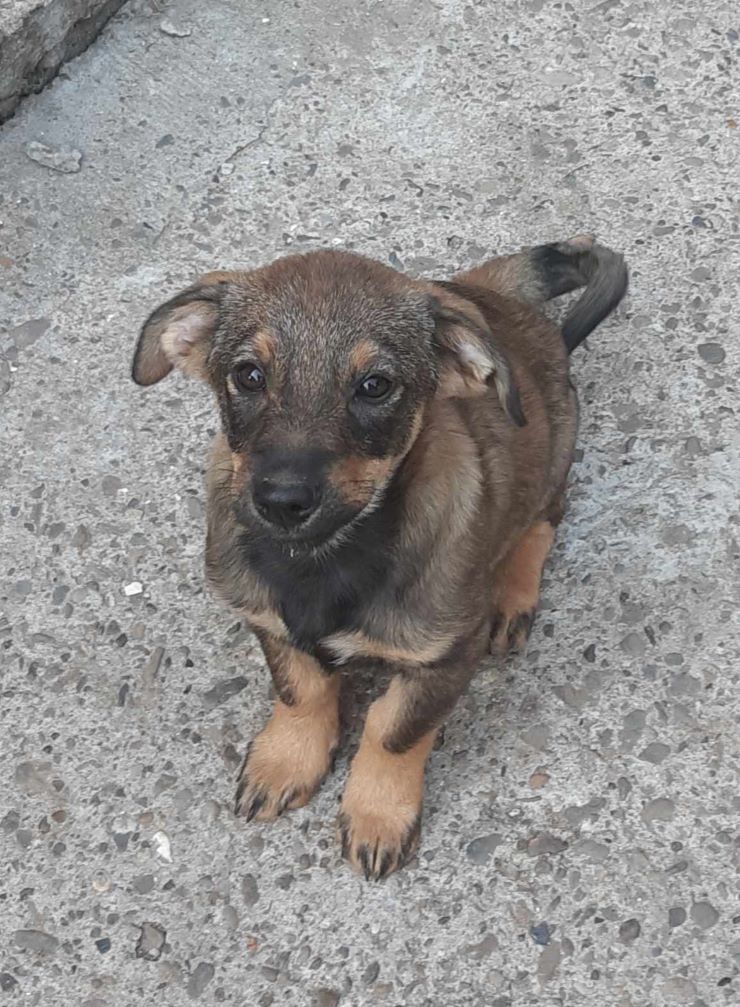 RORY (ex ROSE - Livia) - Chiot femelle croisée de taille moyenne à l'âge adulte - Née environ en Juin 2023 - Prise en charge par une autre association  38198910