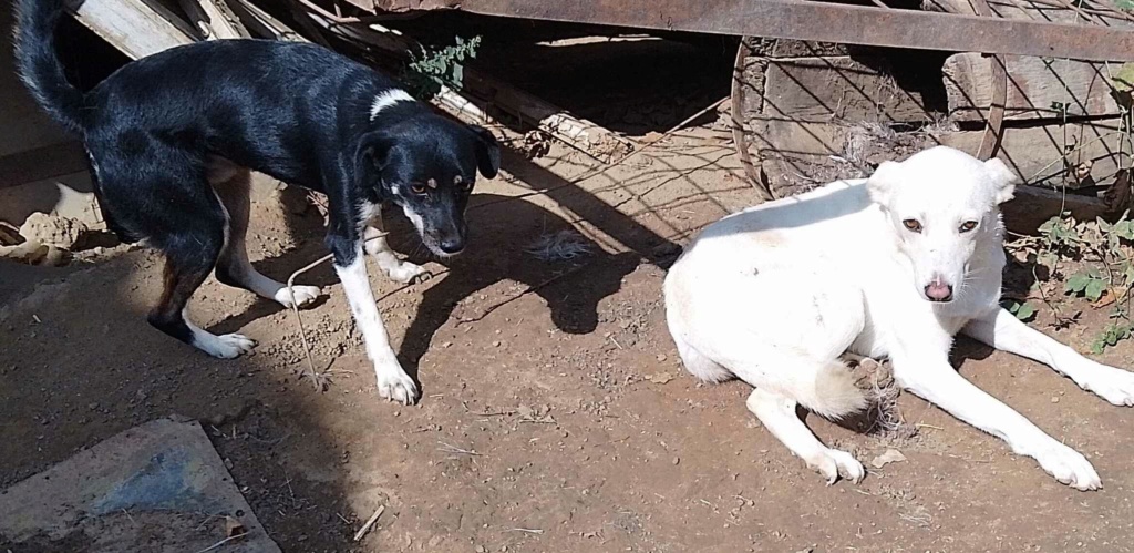 CATELYN - Femelle croisée de taille petite à moyenne - Née environ en 2020 - Adoptée par Richard en France (département 45) 38225110