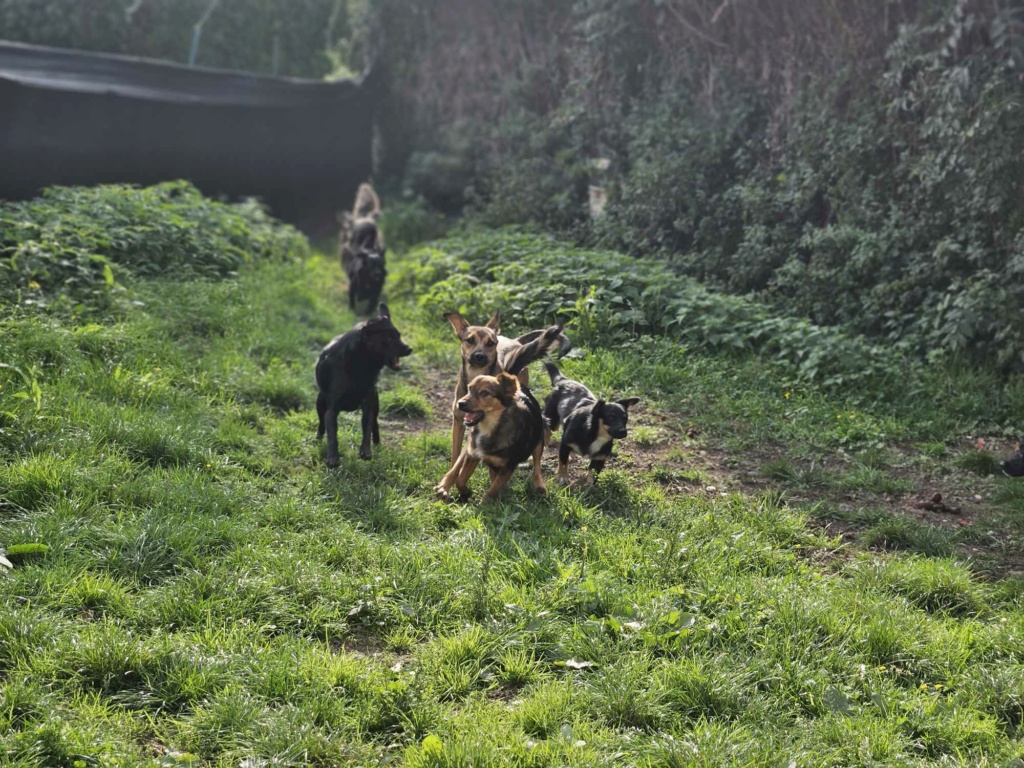 UZO (ex BRICE) - Chiot mâle croisé de petite taille à l'âge adulte - Né environ en Avril 2023 - Refuge de Monica - Adopté par Fanny en France (département 78) 38226211