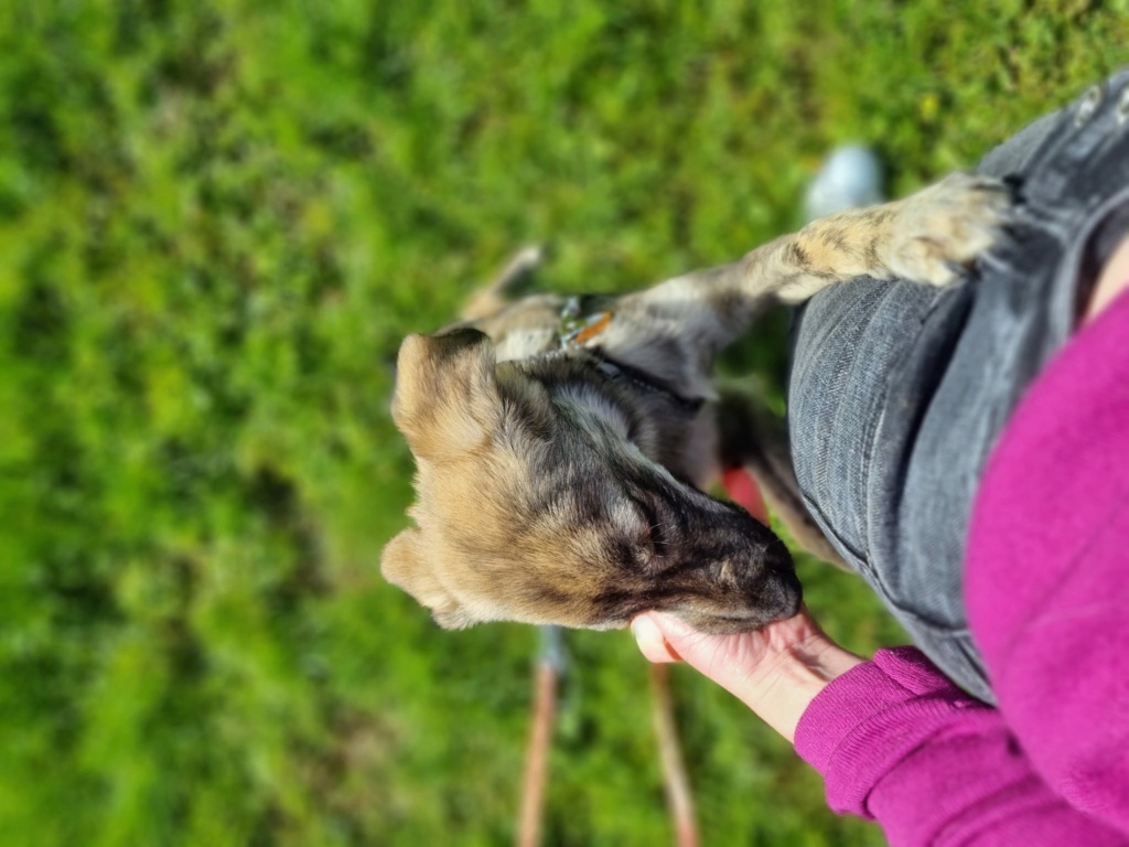 PEPPER - Chiot femelle croisée de taille moyenne à l'âge adulte - Née environ en Mars 2023 - Refuge de Monica - Adoptée par Martial en Belgique  38293910