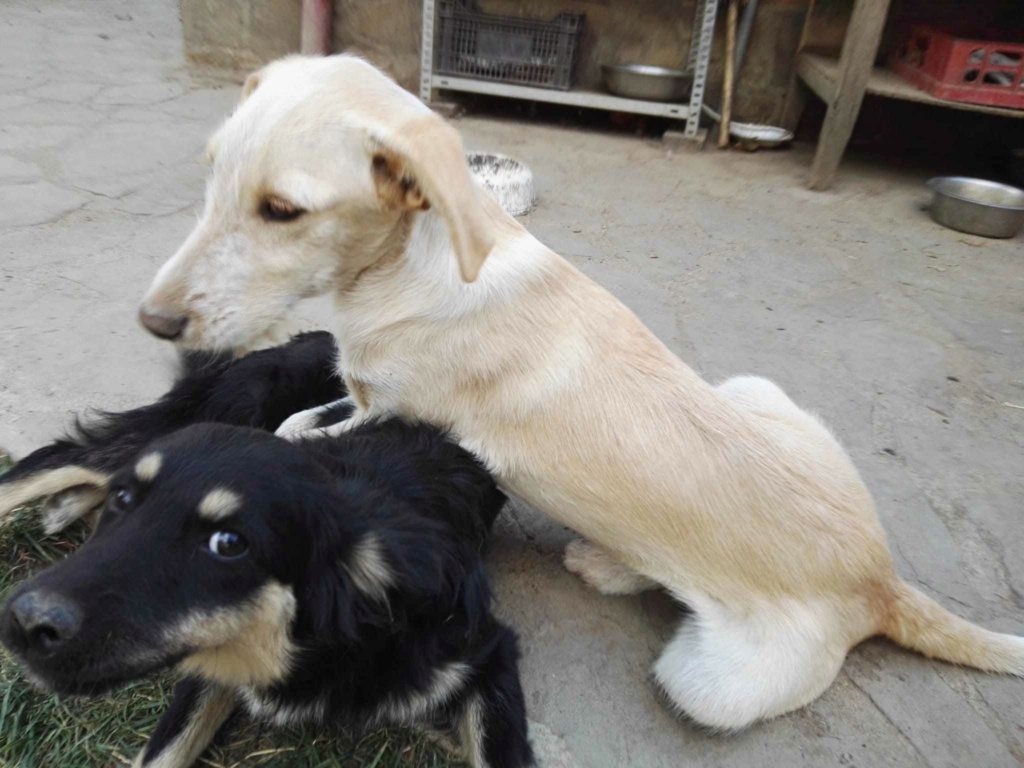 FÉNIX (ex NICE) - Chiot mâle croisé de petite taille à l'âge adulte - Refuge de Monica - Adopté par Emmanuelle en France (département 76) 38301810