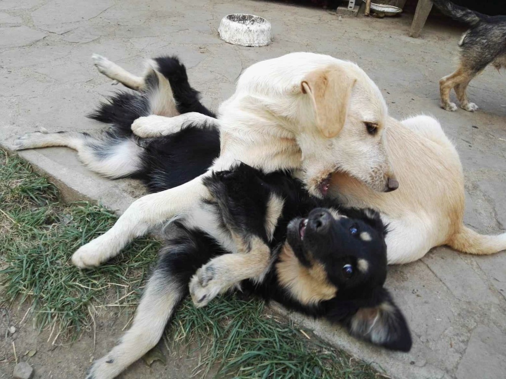 SISSI - Chiot femelle croisée de taille moyenne à l'âge adulte - Née environ en Avril 2023 - Refuge de Monica - Réservée via une autre association 38450612