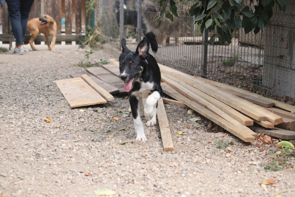 SUKI (ex BEARNAISE) - Chiot femelle croisée de taille moyenne à l'âge adulte - Née environ en Avril 2023 - Adoptée par Anne-Christine en Belgique 38456110