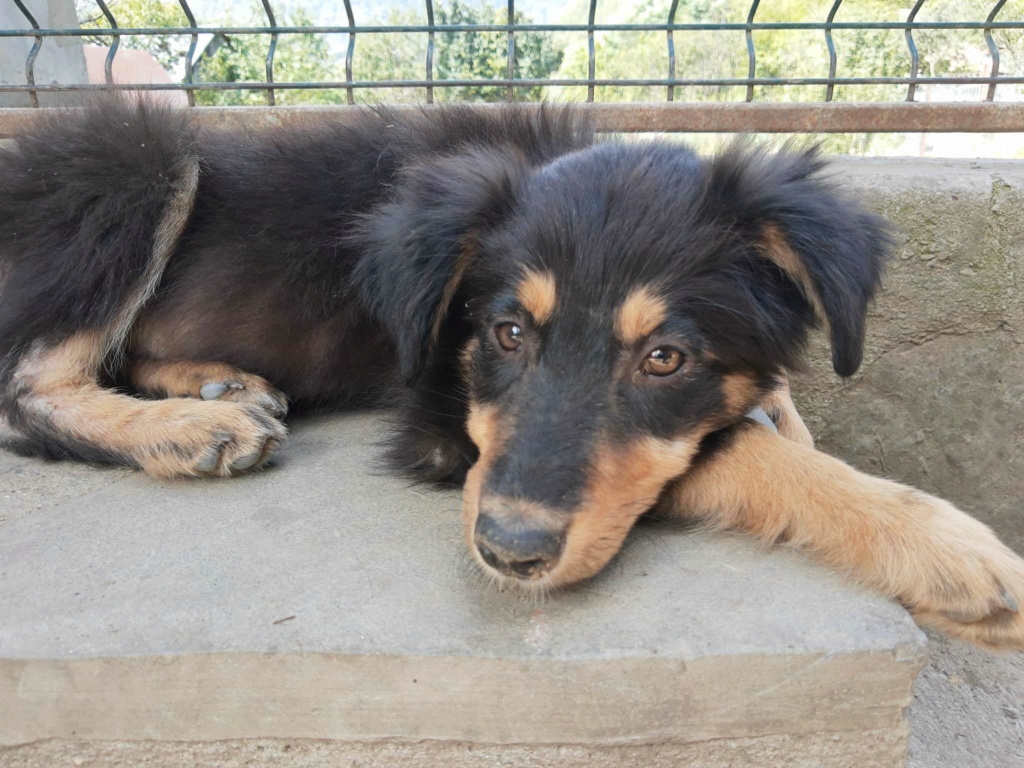 UNA (ex LILOU) - Chiot femelle de taille moyenne à l'âge adulte - Née environ en Juin 2023 - Refuge de Monica - Adoptée par Fabiola en France (département 59) 38536610