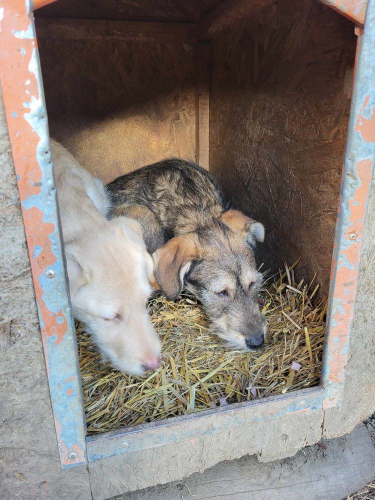 TREVIS - Chiot mâle croisé de taille moyenne à l'âge adulte - Né environ en Juillet 2023 - Refuge de Monica 38552023