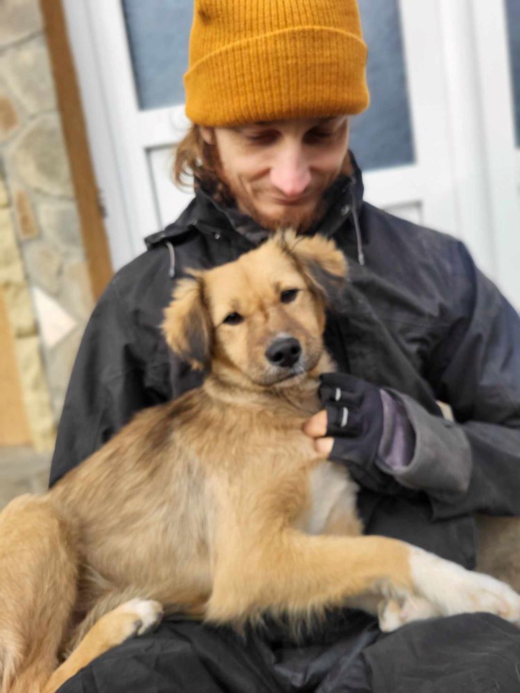 BOREALE - Femelle croisée de taille petite à moyenne - Née environ en 2022 - Refuge de Monica - Adoptée par Sylvie en France (département 50) 38552415