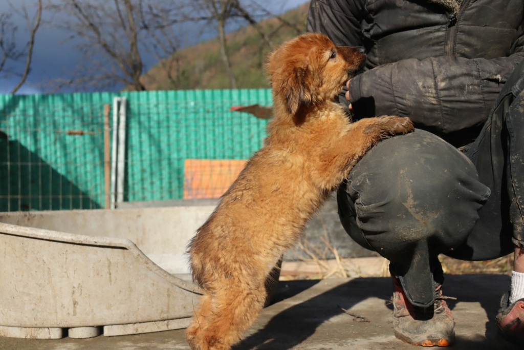 KOYO (ex CALYPSO) - Chiot femelle croisée de taille moyenne à l'âge adulte - Née environ en Août 2023 - Refuge de Monica - Adoptée par Manon en France (département 37) 38553114