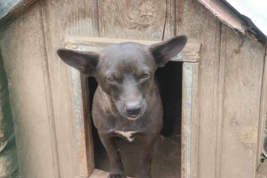 DALIDA - Femelle croisée de petite taille - Née environ en 2019 - Refuge de Monica - Adoptée par Josiane en France (département 69) 38553610