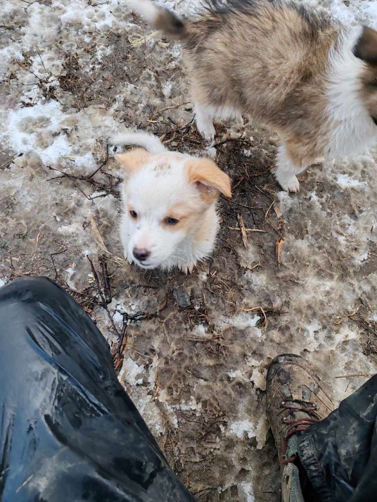 MILAN - Chiot mâle croisé de petite taille à l'âge adulte - Né environ en Septembre 2023 - Refuge de Monica - Adopté par Cindy en Belgique  38553718