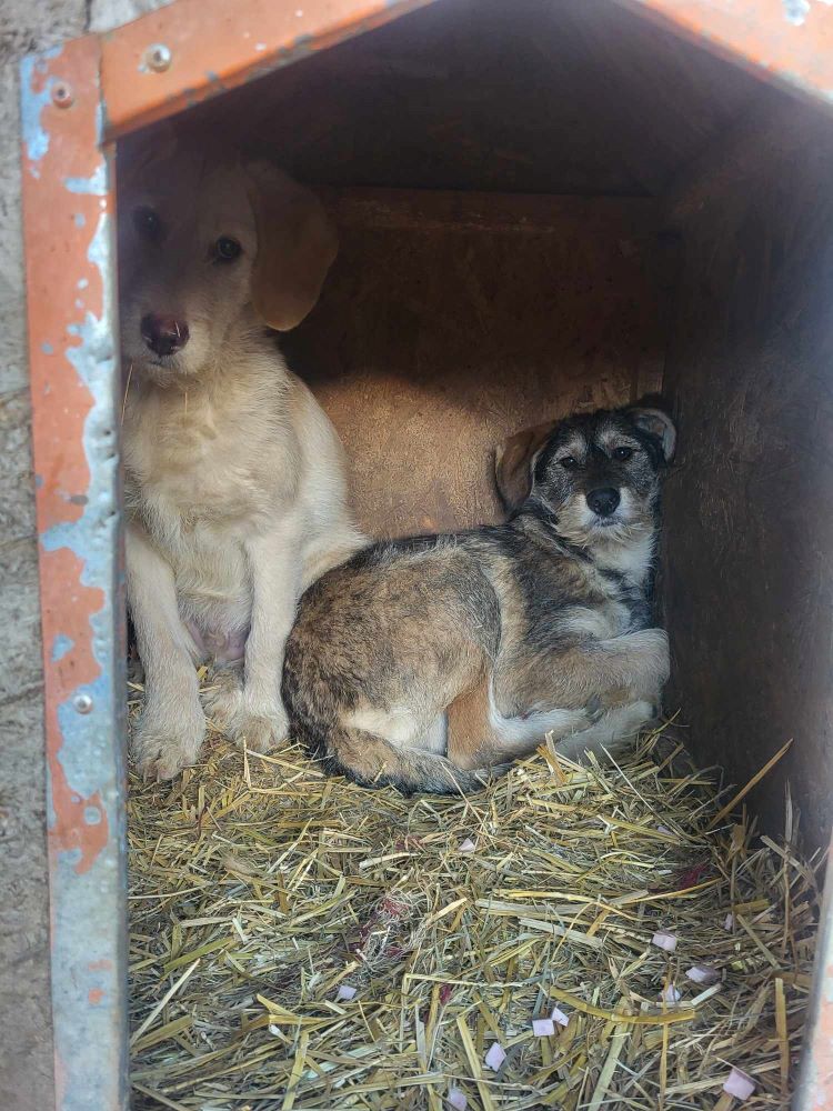 TREVIS - Chiot mâle croisé de taille moyenne à l'âge adulte - Né environ en Juillet 2023 - Refuge de Monica 38553723