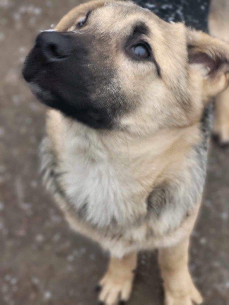 gims - GIMS - Chiot mâle croisé de taille petite à moyenne à l'âge adulte - Né environ en Juillet 2023 - Refuge de Monica - En famille d'accueil en France chez Marc ( dpt 01 ) 38554417