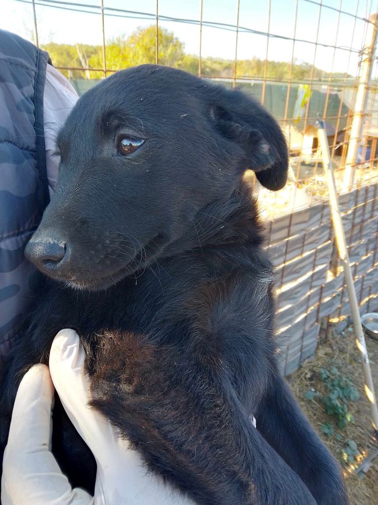 PAMINA - Chiot femelle croisée de taille à moyenne à l'âge adulte - Née environ en Juillet 2023 - Refuge de Luminita 38645110