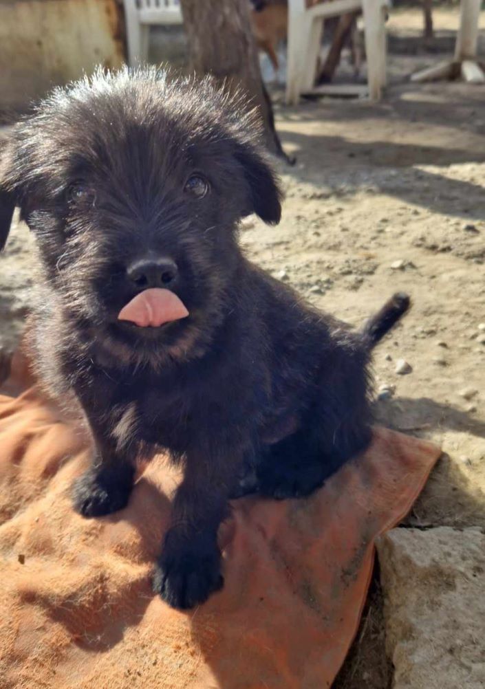 ILIO (ex GLOBULE) - Chiot mâle croisé de petite taille à l'âge adulte - Né environ en Août 2023 - Refuge de Camelia - Adopté par Caroline en Suisse  38681210