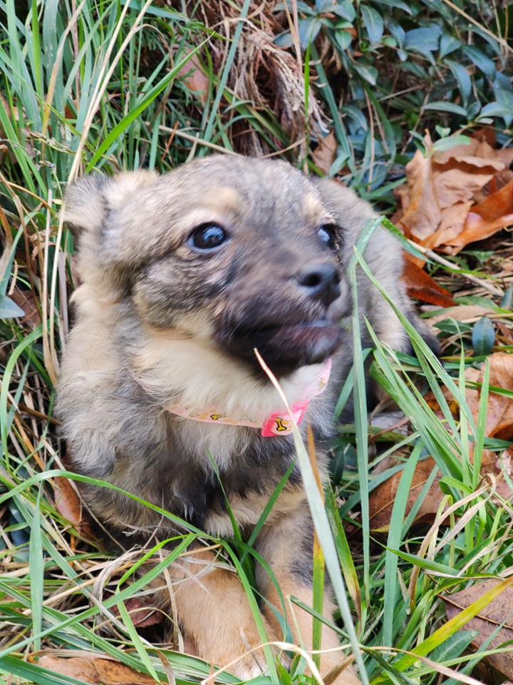 MARTINE (ex MASHA) - Chiot femelle croisée de petite taille à l'âge adulte - Née environ en Août 2023 - Adoptée par Gaëtane en France (département 69) 38682210