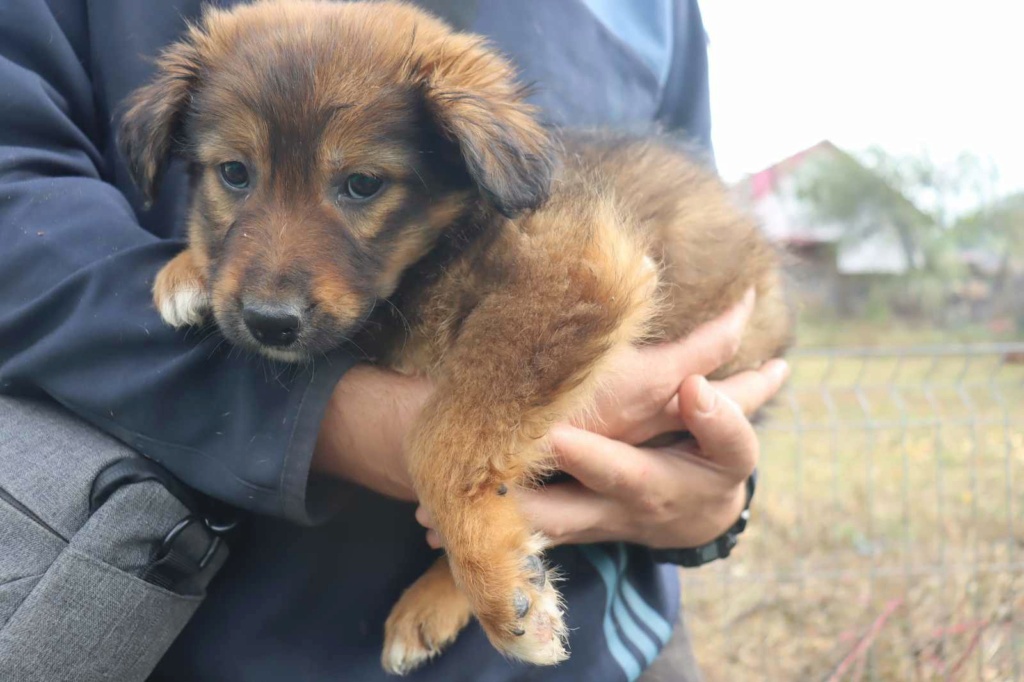 BALOO (ex OCEAN) - Chiot mâle croisé de taille moyenne à l'âge adulte - Né environ en Août 2023 - Refuge de Monica - Adopté par Océane en France (dpt 50) 38686411