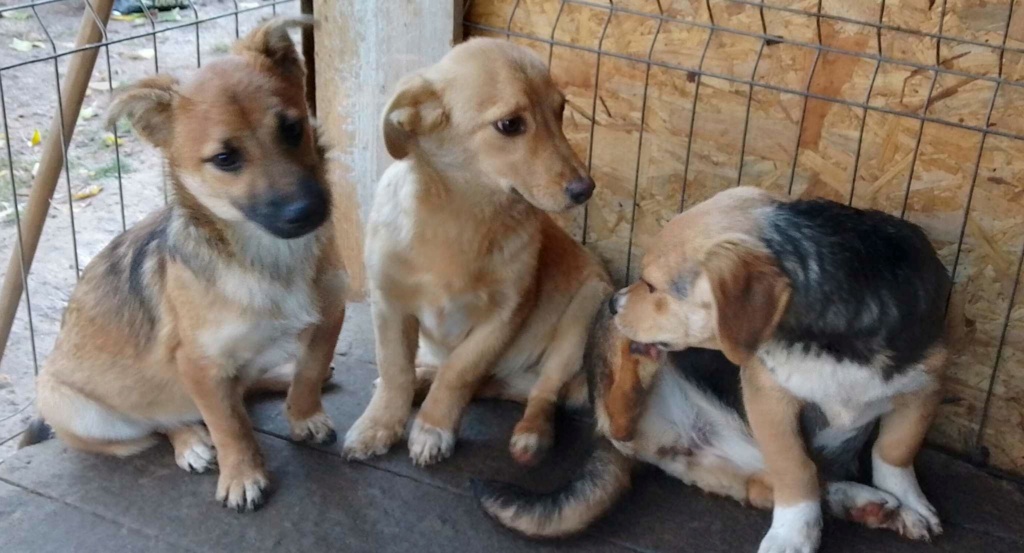 SUMMER - Chiot femelle croisée de taille petite à moyenne à l'âge adulte - Née environ en Mai 2023 - Adoptée par Morgane en France (département 33) 38687012