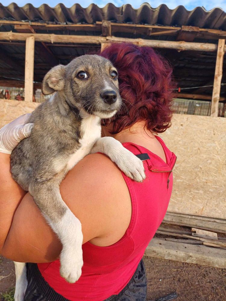 AKELA - Chiot femelle croisée de taille moyenne à l'âge adulte - Née environ en Juin 2023 - Refuge de Maya - Décédée 38689310