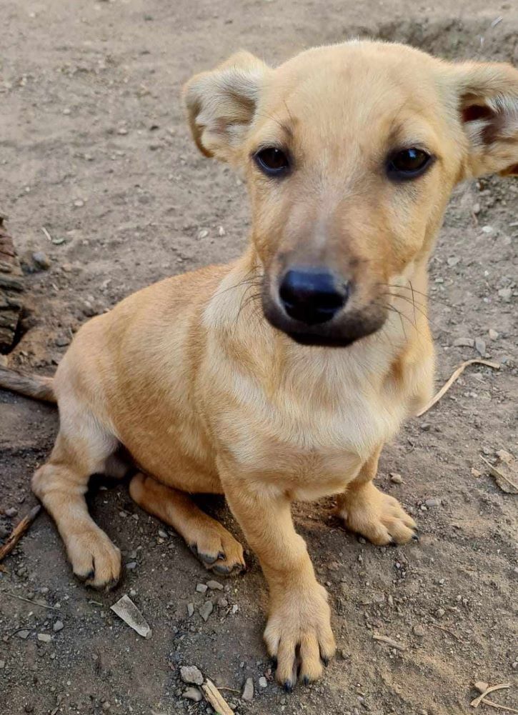 YOUKI (ex PUDDING) - Chiot mâle croisé de petite taille à l'âge adulte - Né environ en Juin 2023 - Refuge de Monica - Adopté par Lily Ann en France (département 41) 38741310