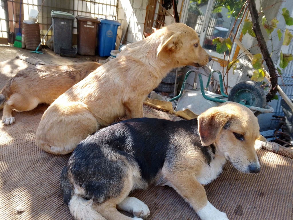 SUMMER - Chiot femelle croisée de taille petite à moyenne à l'âge adulte - Née environ en Mai 2023 - Adoptée par Morgane en France (département 33) 38751816