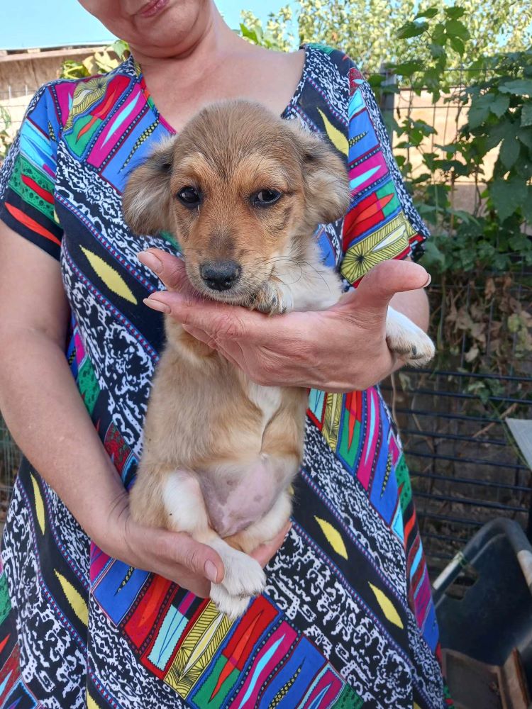 RUBY (ex POMDAMOUR) - Chiot femelle croisée de petite taille à l'âge adulte - Née environ en Juillet 2023 - Adoptée par Frédéric et Magali en Belgique  38754311