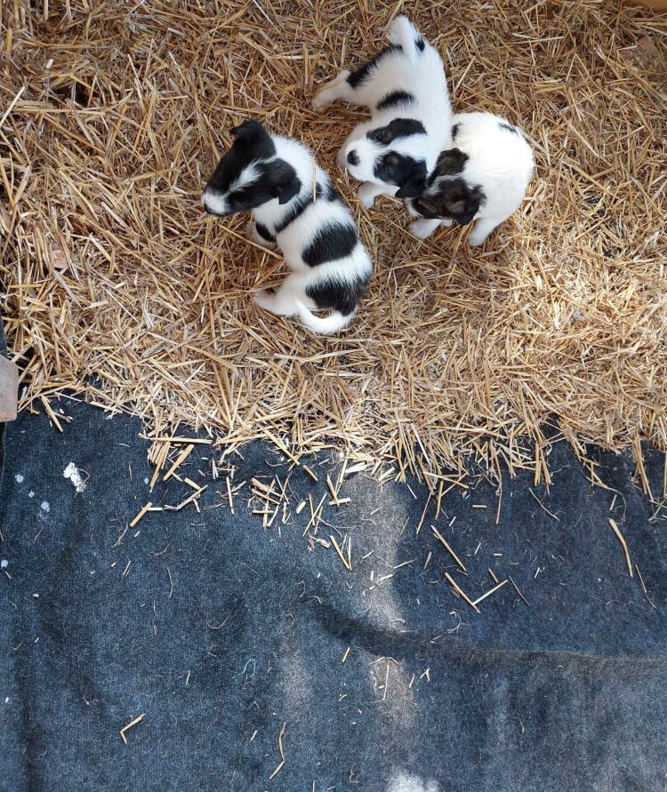 PERLE - Chiot femelle croisée de taille moyenne à l'âge adulte - Née environ en Août 2023- Pris en charge par une autre association en France  38761012