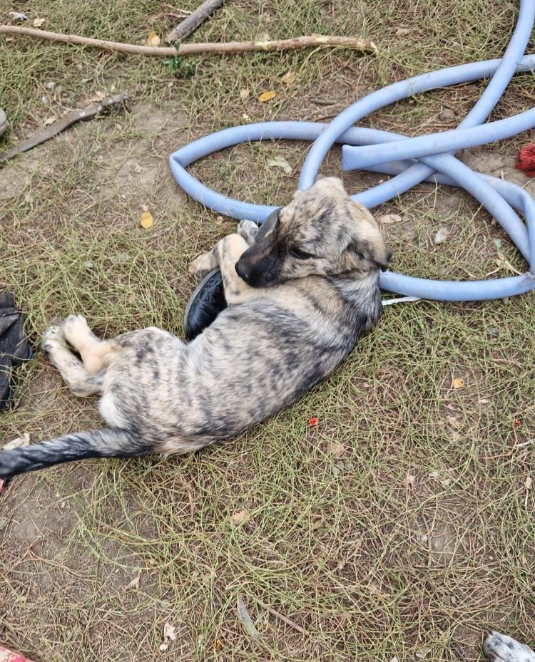 BABY - Chiot femelle croisée de petite taille à moyenne taille à l'âge adulte - Née environ en Mai 2023 - Refuge de Camelia- Adoptée par Alysson en Belgique  39164510