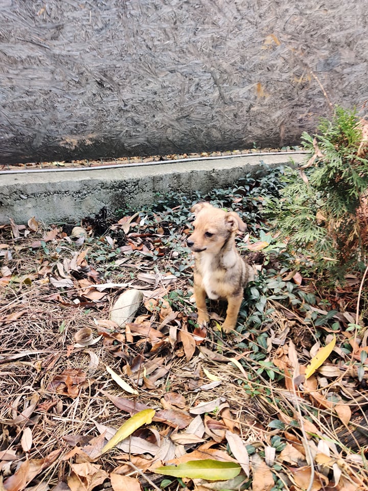 WILLOW (ex MILEY) - Chiot femelle croisée de petite taille à l'âge adulte - Née environ en Août 2023 - Adoptée par Carla en France (département 42) 39317610