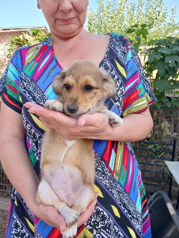 RUBY (ex POMDAMOUR) - Chiot femelle croisée de petite taille à l'âge adulte - Née environ en Juillet 2023 - Adoptée par Frédéric et Magali en Belgique  39339110