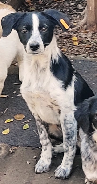 NICOLE - Femelle croisée de petite taille (6 à 7 kg) - Née environ en Janvier 2023 - Refuge de Ozana 39379510