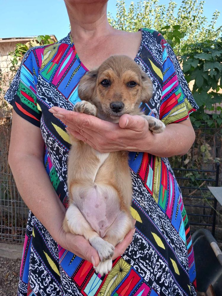 RUBY (ex POMDAMOUR) - Chiot femelle croisée de petite taille à l'âge adulte - Née environ en Juillet 2023 - Adoptée par Frédéric et Magali en Belgique  39456811