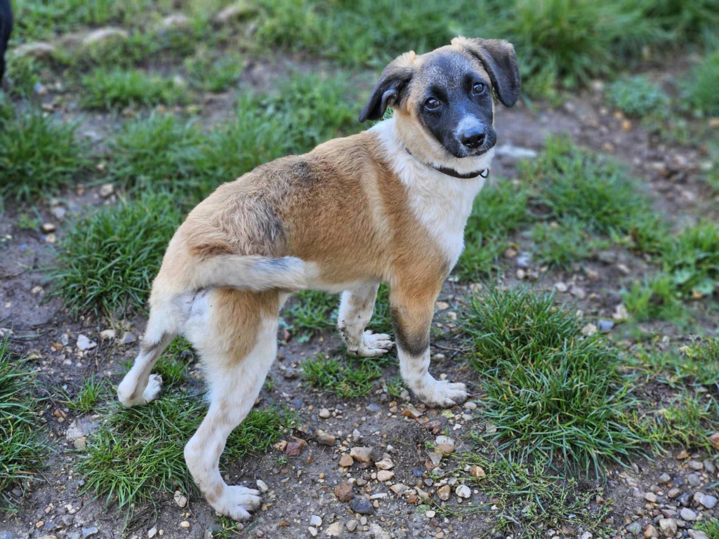 YRUN - Chiot mâle croisé de petite taille à l'âge adulte - Né environ en Mai 2023 - Adopté par Sladjanka en France ( département 27) 39460610