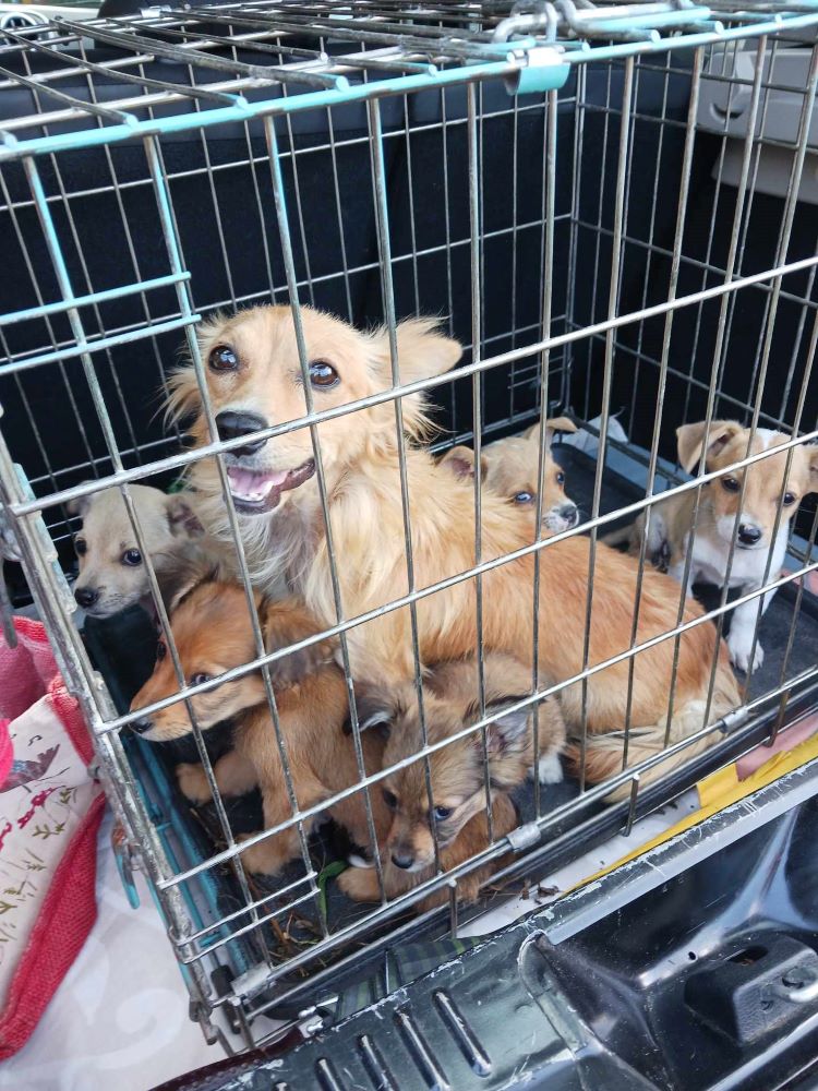 RUBY (ex POMDAMOUR) - Chiot femelle croisée de petite taille à l'âge adulte - Née environ en Juillet 2023 - Adoptée par Frédéric et Magali en Belgique  39463210