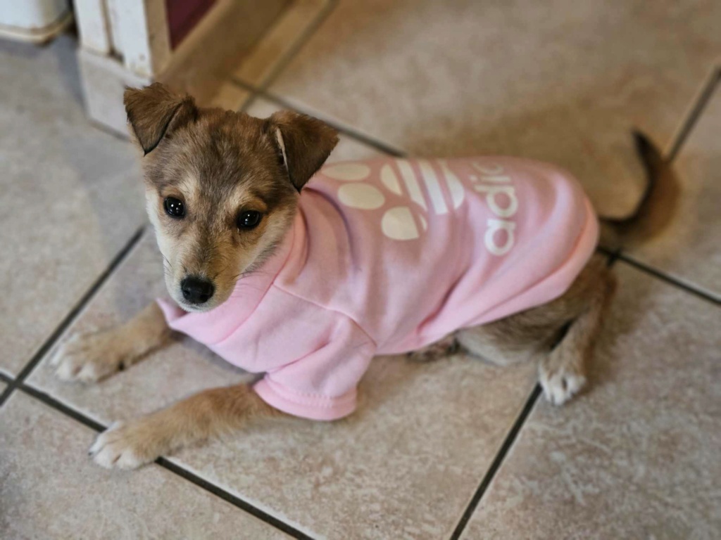 BRINDILLE (ex BABOU) - Chiot femelle croisée de taille petite à moyenne à l'âge adulte - Née environ en Juin 2023 - Refuge de Monica - Adoptée par Sarah en France (dpt 28) 39476110