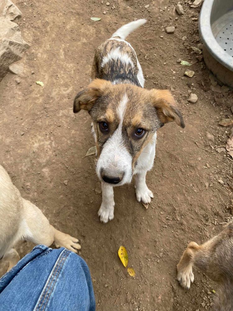 LARI - Chiot mâle croisé de taille moyenne à l'âge adulte - Né environ en Juin 2023 - Refuge de Monica 39490310