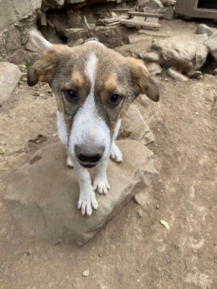 lari - LARI - Chiot mâle croisé de taille moyenne à l'âge adulte - Né environ en Juin 2023 - Refuge de Monica 39525010