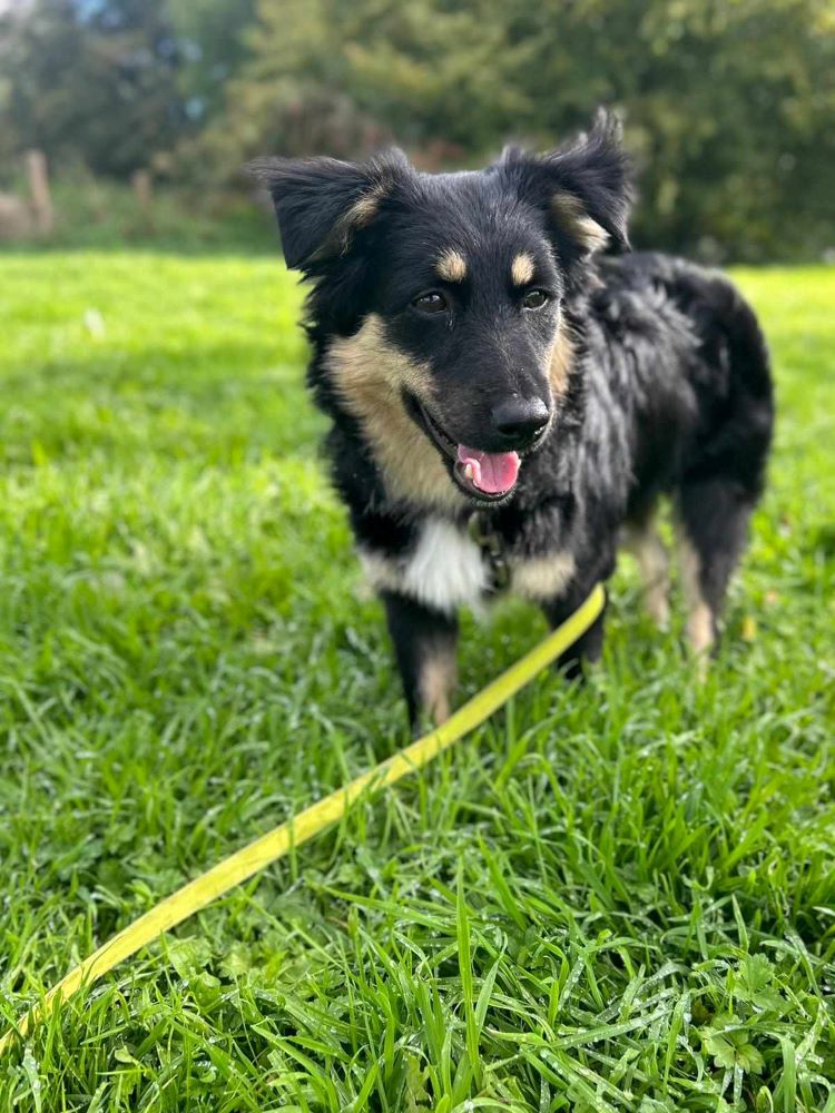 FÉNIX (ex NICE) - Chiot mâle croisé de petite taille à l'âge adulte - Refuge de Monica - Adopté par Emmanuelle en France (département 76) 39554310