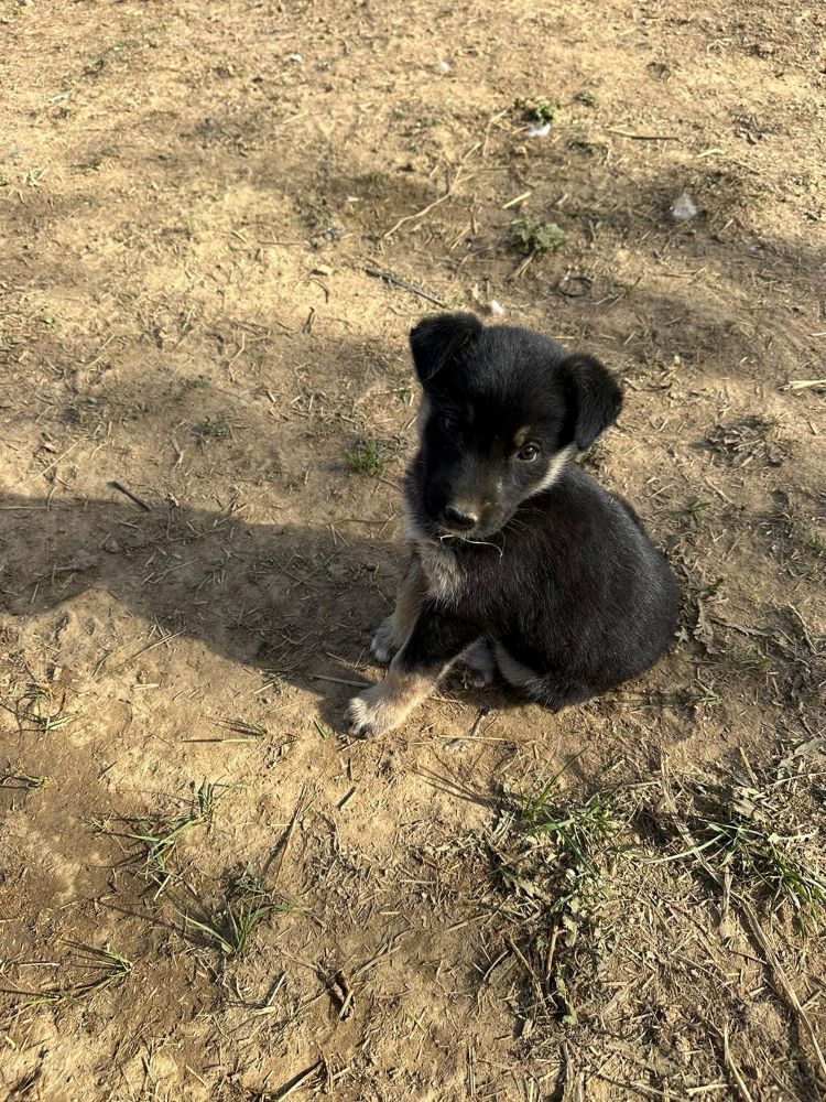 EBENE - Chiot femelle croisée de taille moyenne à l'âge adulte - Née environ en Juillet 2023 - Adoptée par Amélie en France (département 29) 39591410