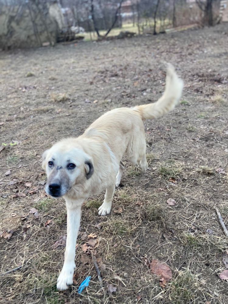 DOLLY - Femelle croisée de taille moyenne à grande (25 kg) - Née environ en 2019/2020 - Refuge de Monica 39657811