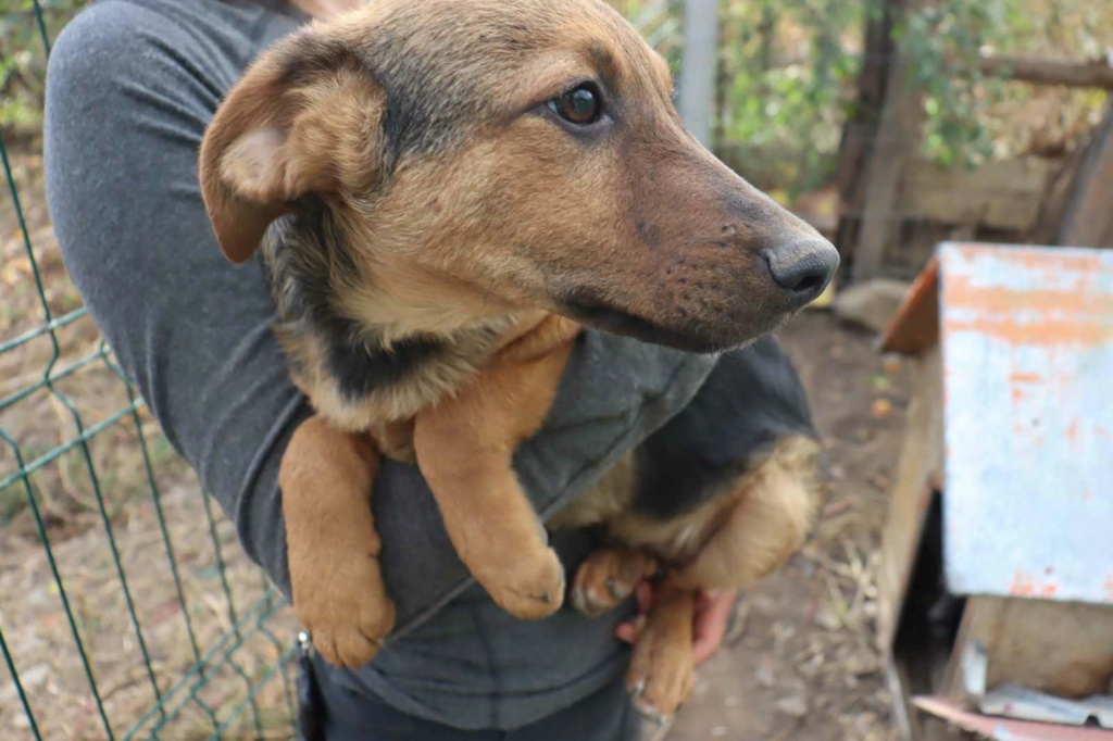 BOWIE - Chiot mâle croisé de taille petite à moyenne à l'âge adulte- Refuge de Monica- Pris en charge par l'association "Jamais sans mon chien " en France  ( dpt 34 ) 39660610