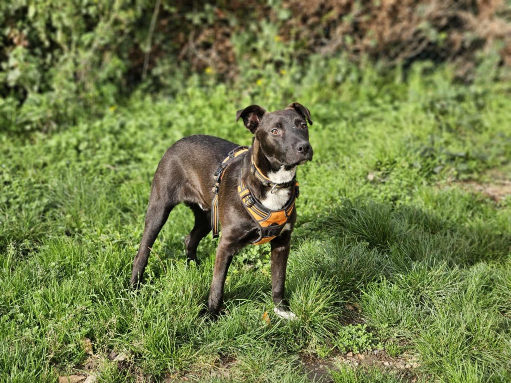 TOKYO - Chiot mâle croisé de taille moyenne à l'âge adulte - Né environ en Avril 2023 - Refuge de Monica - En famille d'accueil chez Nelly en France (dpt 28) 39974410